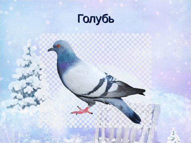 Голубь 