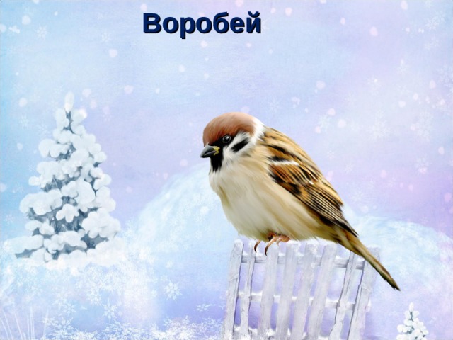 Воробей 