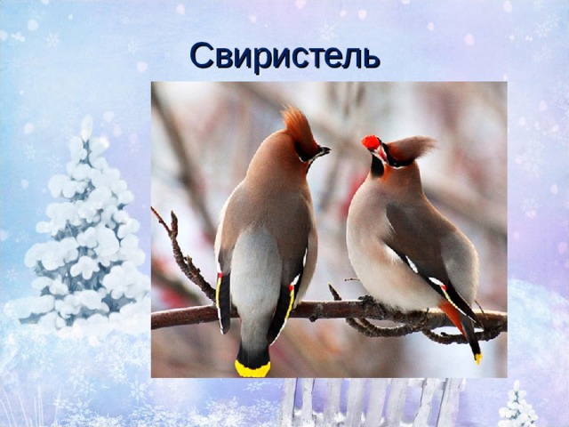 Свиристель 