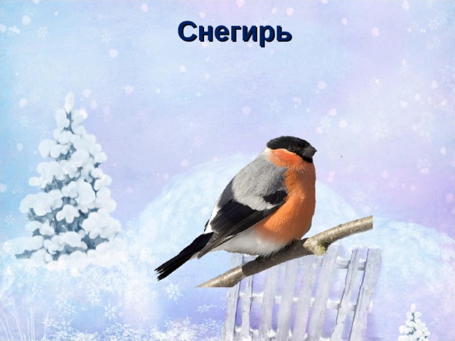 Снегирь 