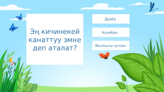 Эң кичинекей канаттуу эмне деп аталат? Дроби Колибри Жылкычы кучкач 