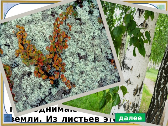  Это растение является символом России. Дотронешься летом до ствола этого растения, он прохладный даже на солнцепёке. Большинство растений вырастают до 30-45 метров. Есть в этом роду и кустарники, едва приподнимаю – щиеся от земли. Из листьев этого расте – ния раньше получали желтую краску для шерсти. далее 