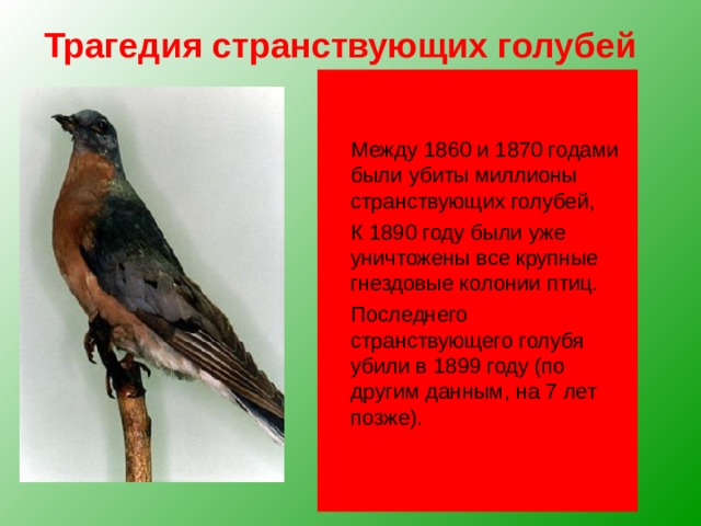Трагедия странствующих голубей Чуть более ста лет назад в Северной Америке этот голубь был самой многочисленной птицей В отдельных колониях насчитывались миллиарды птиц. Они пролетали над землей такими густыми тучами, что буквально затмевали небо. Летящие птицы покрывали весь небосвод от горизонта до горизонта, шум от их машущих крыльев напоминал свист штормового ветра. Американский орнитолог Александр Уилсон видел в 1810 году стаю странствующих голубей, которая пролетала над ним четыре часа. Она растянулась на 380 км. Он приблизительно подсчитал, сколько в ней было птиц, и получил невероятную цифру – 1 115 135 000 голубей!  Между 1860 и 1870 годами были убиты миллионы странствующих голубей,  К 1890 году были уже уничтожены все крупные гнездовые колонии птиц.  Последнего странствующего голубя убили в 1899 году (по другим данным, на 7 лет позже). 