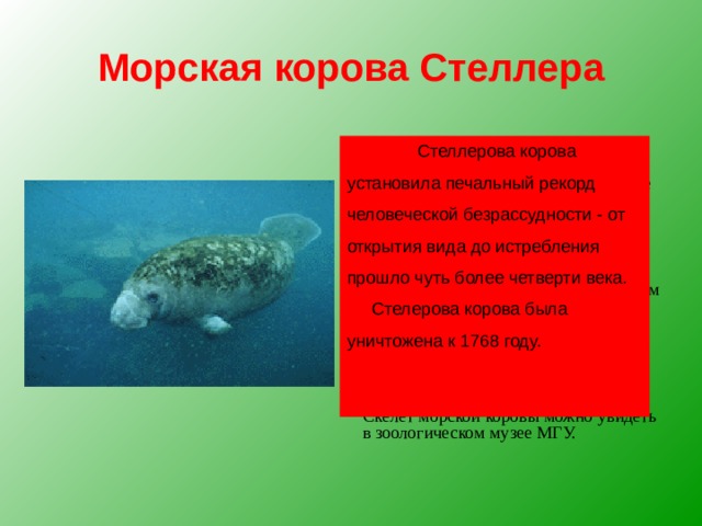 Морская корова Стеллера  Впервые это животное открыл в 1741 году Георг Стеллер.  Малоподвижное беззубое темно-бурое животное длиной до 10 метров с раздвоенным хвостом обитало в мелких бухтах, практически не умело нырять, питалось водорослями.  Животное не боялось людей и безжалостно истреблялось. В основном люди использовали подкожный жир и мясо морских коров.   Георг Стеллер остался единственным натуралистом, кто видел этих животных живыми и оставил истории подробное описание вида.  Скелет морской коровы можно увидеть в зоологическом музее МГУ.  Стеллерова корова установила печальный рекорд человеческой безрассудности - от открытия вида до истребления прошло чуть более четверти века.  Стелерова корова была уничтожена к 1768 году. 