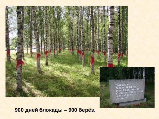 900 дней блокады – 900 берёз . 900 дней блокады – 900 берёз. 
