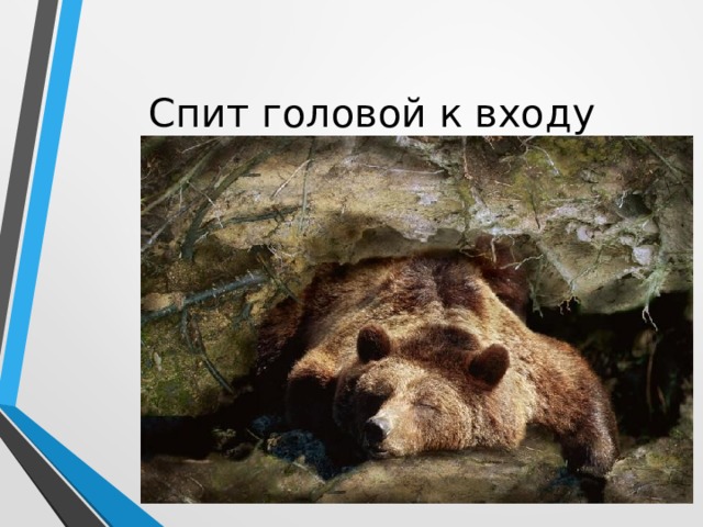 Спит головой к входу 