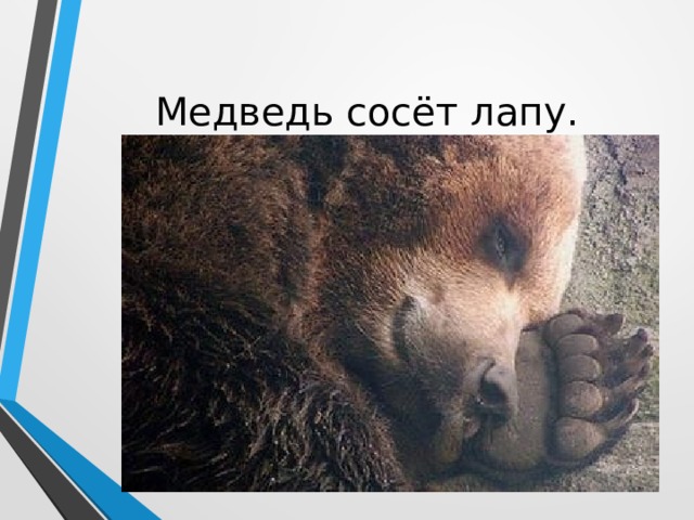 Медведь сосёт лапу. 