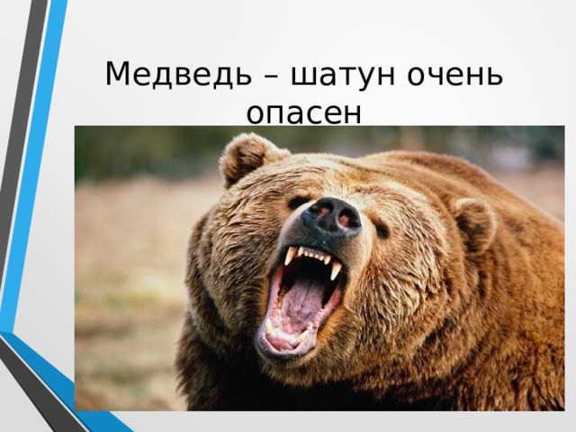 Медведь – шатун очень опасен 