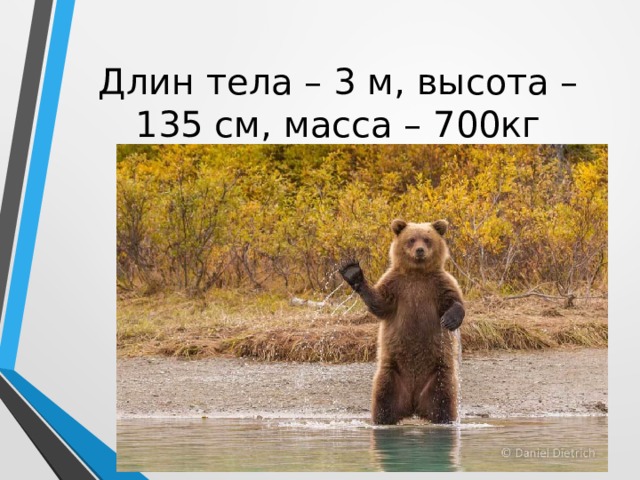 Длин тела – 3 м, высота – 135 см, масса – 700кг 