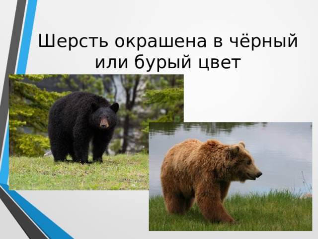 Шерсть окрашена в чёрный или бурый цвет 
