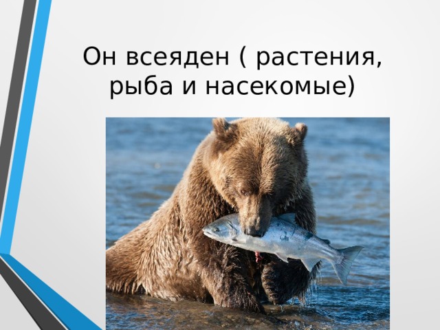 Он всеяден ( растения, рыба и насекомые) 