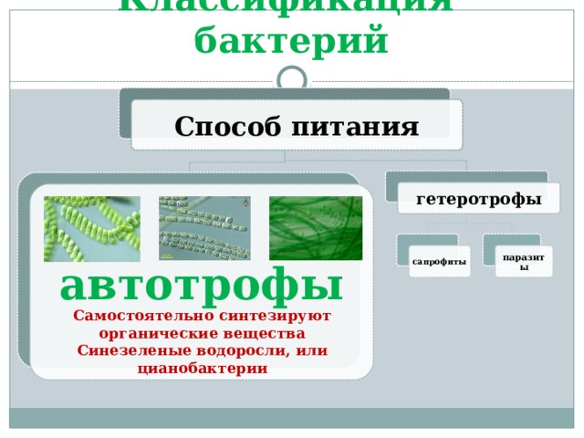 Классификация бактерий Способ питания гетеротрофы автотрофы сапрофиты паразиты Самостоятельно синтезируют органические вещества Синезеленые водоросли, или цианобактерии 