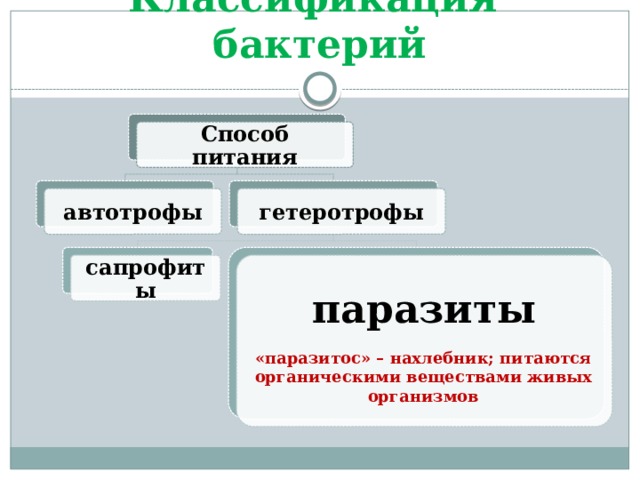 Классификация бактерий Способ питания автотрофы гетеротрофы сапрофиты паразиты   «паразитос» – нахлебник; питаются органическими веществами живых организмов 