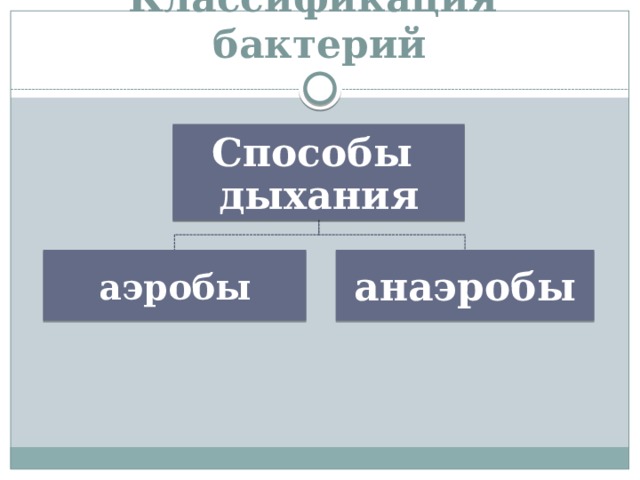 Классификация бактерий Способы дыхания аэробы анаэробы 