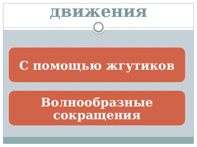 Способы движения С помощью жгутиков Волнообразные сокращения 