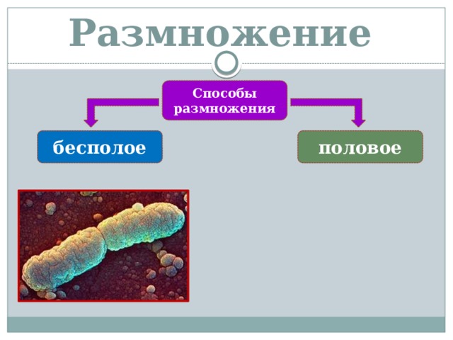 Размножение Способы размножения половое бесполое 