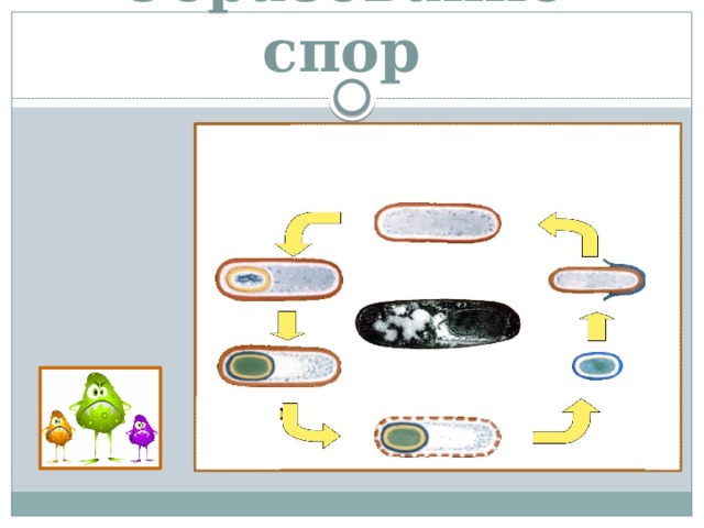 Образование спор 