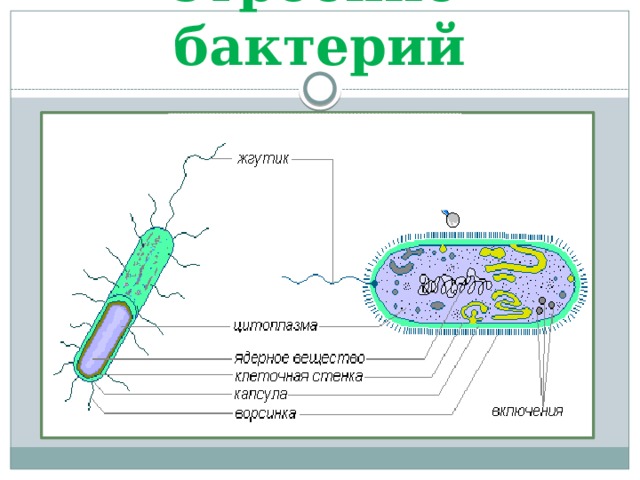 Строение бактерий 