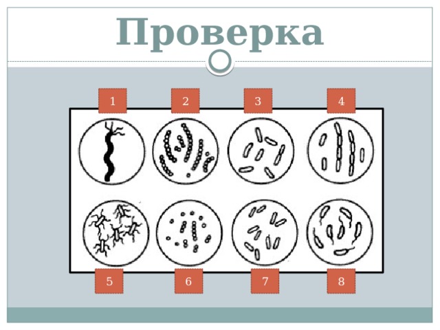 Проверка 1 2 4 3 5 6 7 8 