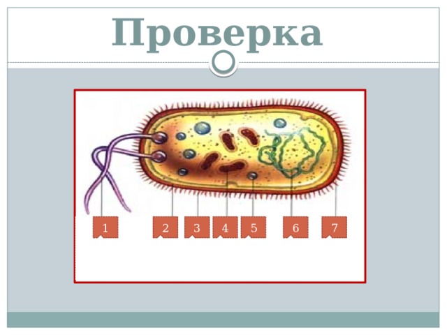 Проверка оооотроп 1 2 6 7 5 3 4 