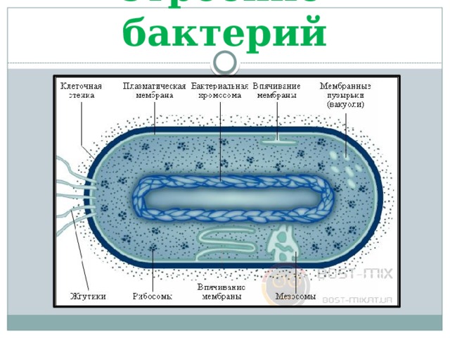 Строение бактерий 