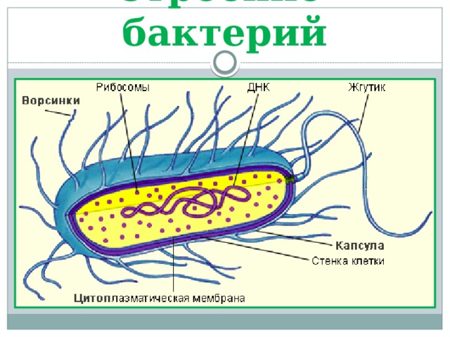 Строение бактерий 