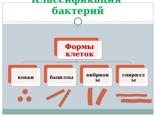 Классификация бактерий Формы клеток вибрионы спириллы бациллы кокки 