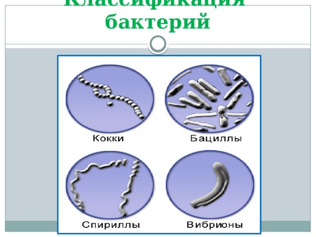Классификация бактерий 
