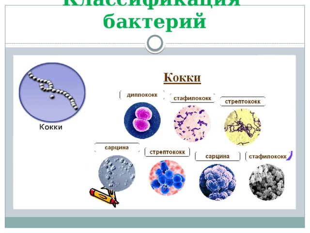 Классификация бактерий 