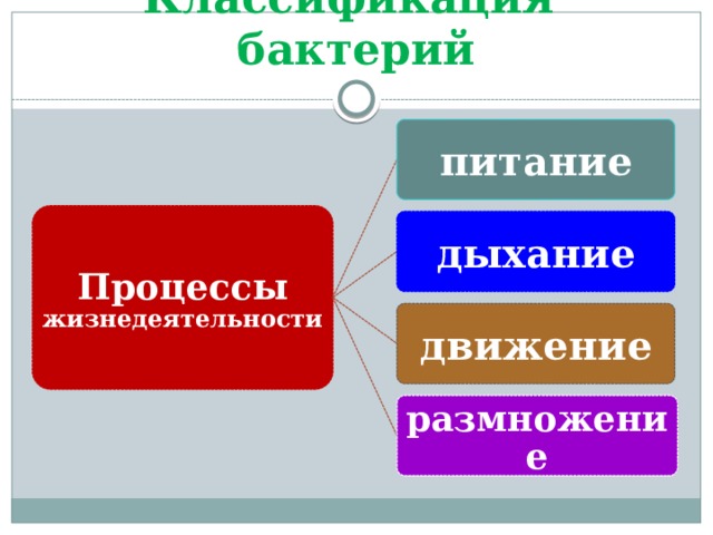 Классификация бактерий питание Процессы жизнедеятельности дыхание движение размножение 