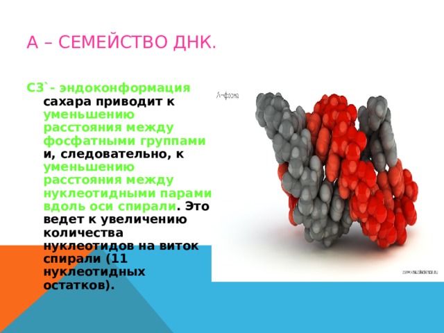 А – СЕМЕЙСТВО ДНК. С3 ` - эндоконформация сахара приводит к уменьшению расстояния между фосфатными группами и, следовательно, к уменьшению расстояния между нуклеотидными парами вдоль оси спирали . Это ведет к увеличению количества нуклеотидов на виток спирали (11 нуклеотидных остатков). 