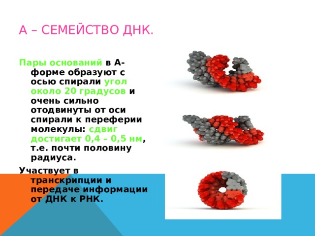 А – СЕМЕЙСТВО ДНК. Пары оснований в А-форме образуют с осью спирали угол около 20 градусов и очень сильно отодвинуты от оси спирали к переферии молекулы: сдвиг достигает 0,4 – 0,5 нм , т.е. почти половину радиуса. Участвует в транскрипции и передаче информации от ДНК к РНК. 