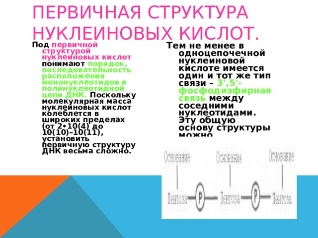 ПЕРВИЧНАЯ СТРУКТУРА НУКЛЕИНОВЫХ КИСЛОТ. Под первичной структурой нуклеиновых кислот понимают порядок, последовательность расположения мононуклеотидов в полинуклеотидной цепи ДНК. Поскольку молекулярная масса нуклеиновых кислот колеблется в широких пределах (от 2•10(4) до 10(10)–10(11), установить первичную структуру ДНК весьма сложно. Тем не менее в одноцепочечной нуклеиновой кислоте имеется один и тот же тип связи – 3',5'-фосфодиэфирная связь между соседними нуклеотидами. Эту общую основу структуры можно представить следующим образом: 