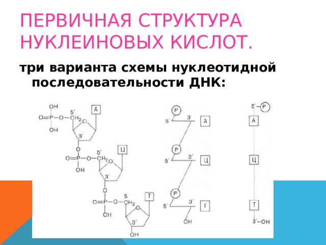 ПЕРВИЧНАЯ СТРУКТУРА НУКЛЕИНОВЫХ КИСЛОТ. три варианта схемы нуклеотидной последовательности ДНК: 