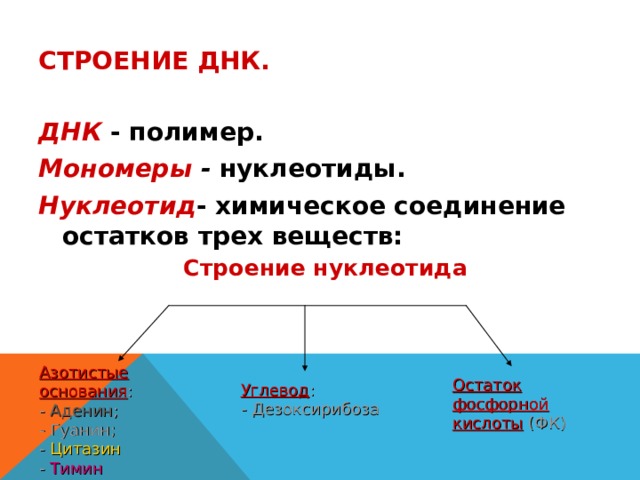 СТРОЕНИЕ ДНК. ДНК  - полимер. Мономеры - нуклеотиды. Нуклеотид - химическое соединение остатков трех веществ: Строение нуклеотида Азотистые основания : - Аденин ; - Гуанин; - Цитазин - Тимин Остаток фосфорной кислоты (ФК) Углевод : - Дезоксирибоза 
