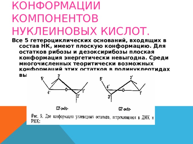 КОНФОРМАЦИИ КОМПОНЕНТОВ НУКЛЕИНОВЫХ КИСЛОТ. Все 5 гетероциклических оснований, входящих в состав НК, имеют плоскую конформацию. Для остатков рибозы и дезоксирибозы плоская конформация энергетически невыгодна. Среди многочисленных теоритически возможных конформаций этих остатков в полинуклеотидах выделяются только 2: 