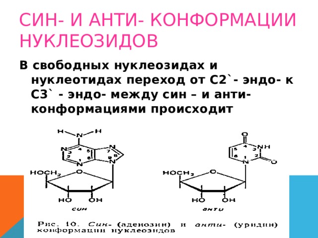 СИН- И АНТИ- КОНФОРМАЦИИ НУКЛЕОЗИДОВ В свободных нуклеозидах и нуклеотидах переход от C2` - эндо- к C3` - эндо- между син – и анти-конформациями происходит достаточно легко. 