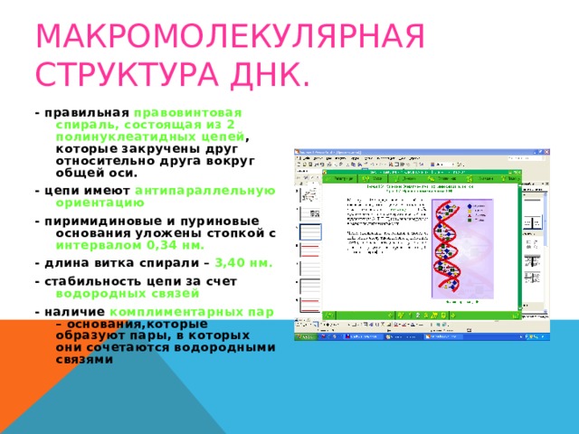 МАКРОМОЛЕКУЛЯРНАЯ СТРУКТУРА ДНК. - правильная правовинтовая спираль, состоящая из 2 полинуклеатидных цепей , которые закручены друг относительно друга вокруг общей оси. - цепи имеют антипараллельную ориентацию - пиримидиновые и пуриновые основания уложены стопкой с интервалом 0,34 нм. - длина витка спирали – 3,40 нм. - стабильность цепи за счет водородных связей - наличие комплиментарных пар – основания,которые образуют пары, в которых они сочетаются водородными связями 