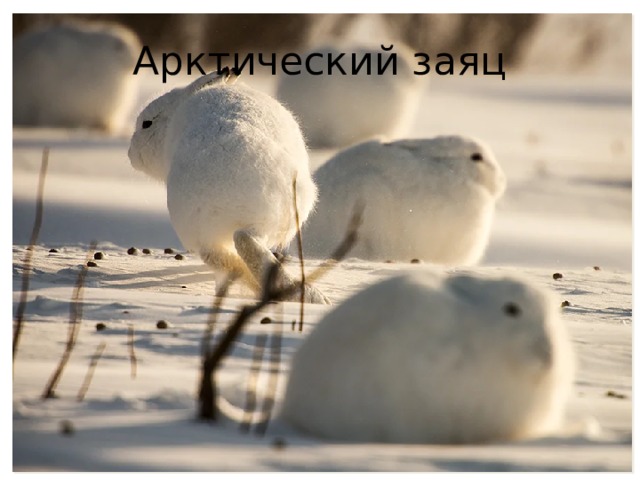 Арктический заяц 