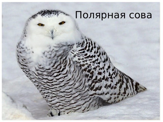 Полярная сова 