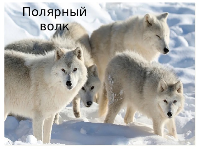 Полярный волк 