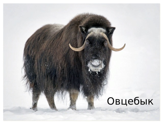 Овцебык 