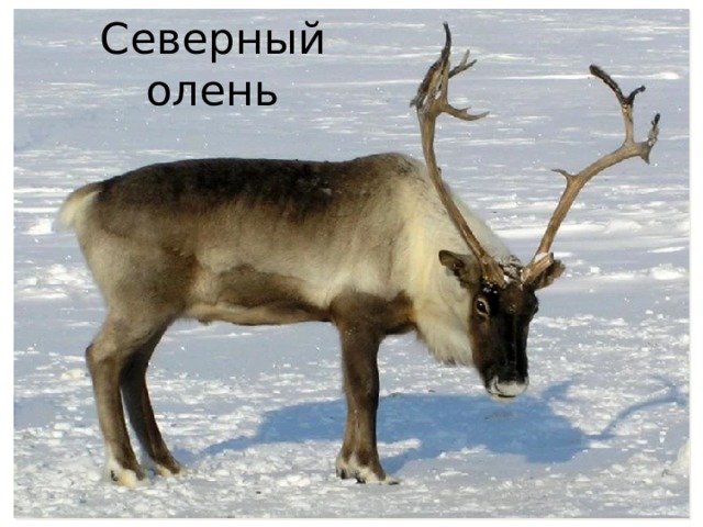 Северный олень 