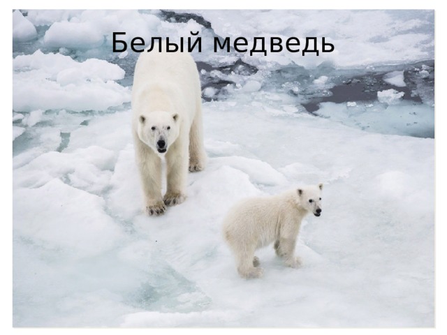 Белый медведь 