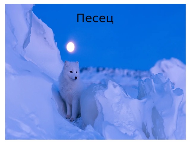 Песец 
