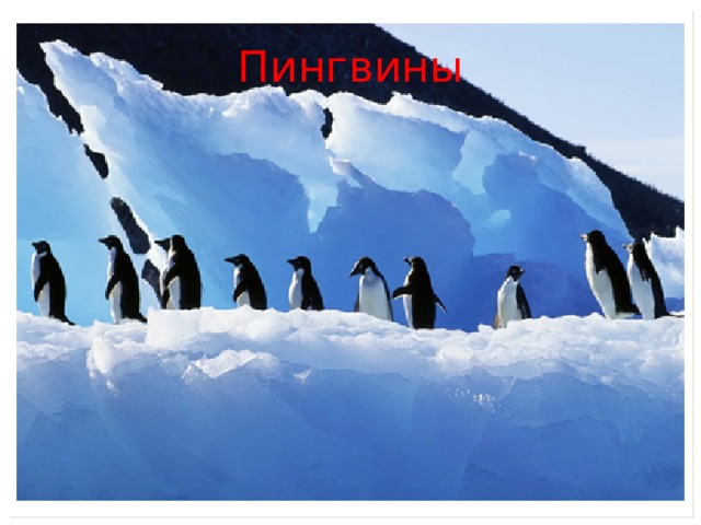 Пингвины 