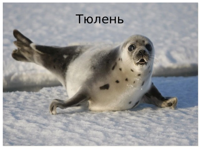 Тюлень 
