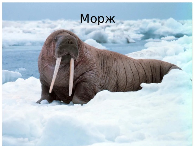 Морж 