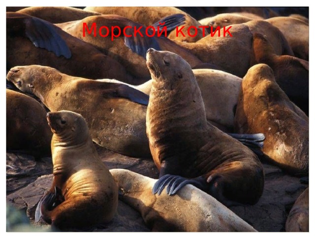Морской котик 