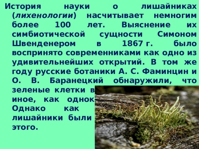 История науки о лишайниках ( лихенологии ) насчитывает немногим более 100 лет. Выяснение их симбиотической сущности Симоном Швенденером в 1867 г. было воспринято современниками как одно из удивительнейших открытий. В том же году русские ботаники А. С. Фаминцин и О. В. Баранецкий обнаружили, что зеленые клетки в лишайнике — не что иное, как одноклеточные водоросли. Однако как особые организмы лишайники были известны задолго до этого. 